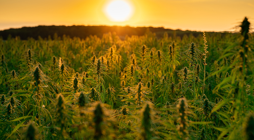 The ripple effects of South Africa’s cannabis food ban: Implications for agriculture and beyond